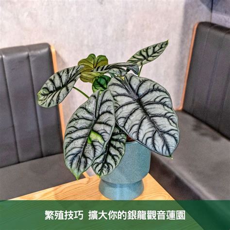 觀音蓮 風水|銀龍觀音蓮風水：靈性與寧靜的結合 – 植物盆栽綠寶典